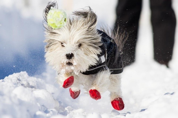 Képtalálat a következőre: „extreme cold pets wear”